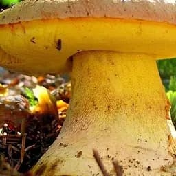 Сухий зерновий міцелій "Боровик жовтий" 100г (45553)