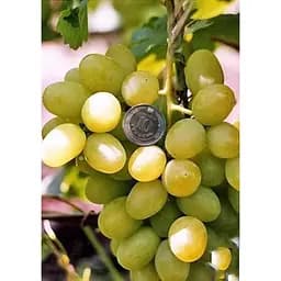 Саджанець Agro-Market Виноград Первозванний (ранній термін дозрівання, стійкий сорт не сприйнятливий до хвороб) 1 шт. в упаковці (25525) - мініатюра 2