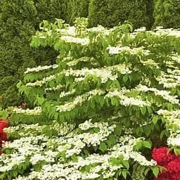 Калина складчаста "Марієзі" (Viburnum plicatum "Mariesii") (115244) 1 саженец