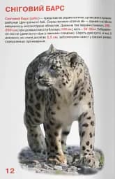Велика книжка. Дикі кішки - - мініатюра 5