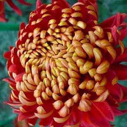 Хризантема "Cocori Rouge et Or" (низькоросла великоквіткова) (189675) 1 саженец