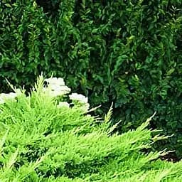 Саженец Agro-Market Можжевельник казацкий Tamariscifolia (контейнер Р9, высота 10-20 см) (25061)