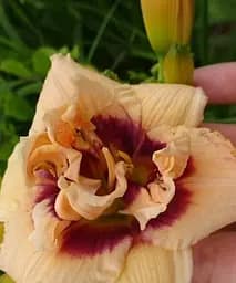 Лилейник Roswitha Agro-Market 1 шт. в упаковке (61689) 