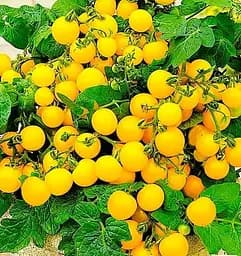 Насіння Весна на вагу Томат Ацтек ціна за 1 г (178492)