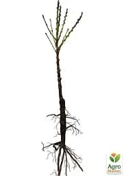 Саджанець Agro-Market Персик колоновидний жовто-червоний Тотем садівника (Totem gardener) (преміальний річний великоплідний сорт) 1 шт. в упаковці (21351) - мініатюра 2