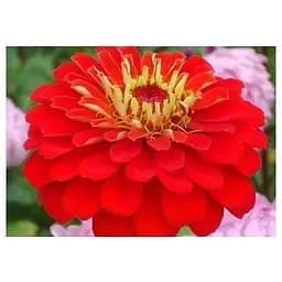 Циния "Пламя" Весна 3г (13274)