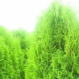 Саджанець Agro-Market Туя Брабант (Brabant) горщик P9 (38177)