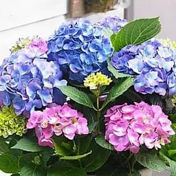 Саджанець Agro-Market Гортензія крупнолистова 2-х річна Мікс сортів висота 20-40см (93226)