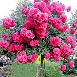 Троянда штамбова Agro-Market Pink Peace саджанець класу АА+ вищий сорт 1 шт. в упаковці (50878)