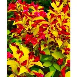 Вейгела "Aurea" вазон С3 висота 40-50см (118952) 1 саженец