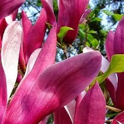 Саджанець Agro-Market Магнолія гібридна Susan (42907)