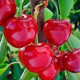 Саджанець Agro-Market Черешня Лапінс (літній сорт, середньопізній термін дозрівання) (21281) 1 шт. в упаковці