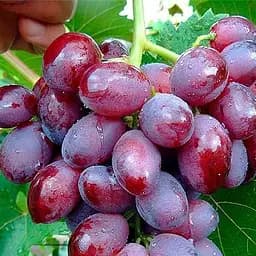 Саджанець Agro-Market Виноград Рубі Сідліс (кишмиш) 1 шт. в пакуванні (42976)