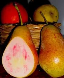 Саджанець Agro-Market Груша Весільна (літній сорт, ранній термін дозрівання) 1 шт. в упаковці (21364)