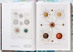 The Art and Science of Ernst Haeckel - мініатюра 5