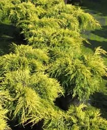 Саджанець Agro-Market Ялівець середній King of Spring вазон С2 діаметр 15-25 см 1 шт. в упаковці (176863)