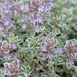 Тимьян лимоннопахучий "Silver Queen" (188557) 1 саженец в упаковке