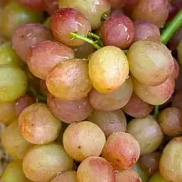 Саджанець Agro-Market Виноград Смешарики (великий, соковитий яскраво виражений мускат) 1 шт. в пакуванні (71640)