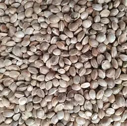 100 г конопля семена сушеные - свежий урожай