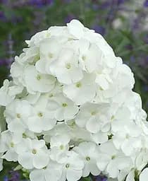 Саженец Agro-Market Флокс многолетний David 1 шт. в упаковке (176316)