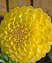 Клубень Agro-Market Георгина Golden Scepter 1 шт. в упаковке (176022)