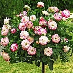 Троянда штамбова Agro-Market Ювілей Принца Монако саджанець класу АА+ вищий сорт 1 шт. в упаковці (40549)