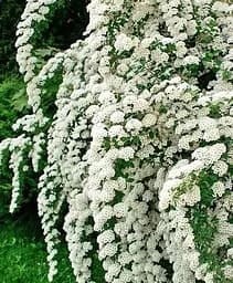 Саженец Agro-Market Спирея ниппонская 2-х летняя Snowmound вазон С2 высота 20-40 см (176819) 1 шт. в упаковке