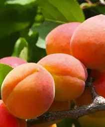 Саджанець Agro-Market Абрикос Єгипетський Фараон (літній сорт, надранній термін дозрівання) 1 шт. в упаковці (118963)