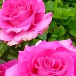 Троянда чайно-гібридна Agro-Market Топаз саджанець класу АА+ вищий сорт 1 шт. в упаковці (19741)