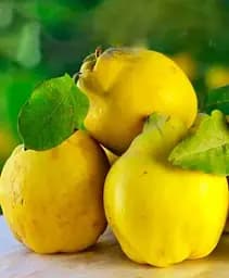 Саджанець Agro-Market Айва Подарунок Онукові (осінній сорт, ранній термін дозрівання) 1 шт. в упаковці (178190)