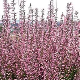 Саджанець Agro-Market Верес звичайний Melina (44264)