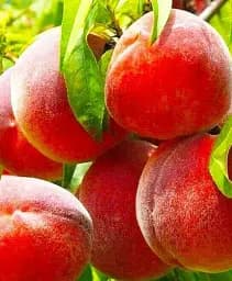 Саджанець Agro-Market Персик Лаурол (літній сорт, середньопізній термін дозрівання) 1 шт. в упаковці (61884)