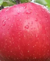 Саженец Agro-Market Яблоня Перга (осенний сорт, средний срок созревания) 1 шт. в упаковке (101982)