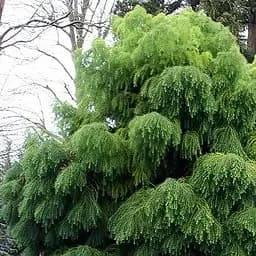 Саджанець Agro-Market Криптомерія японська Elegans Viridis 3-х річна (С1,5 висота 45-60 см) (181332)