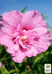 Саджанець Agro-Market Гібіскус деревовидний махровий Лавандовий шифон (Lavender Chiffon) (50694) - мініатюра 2