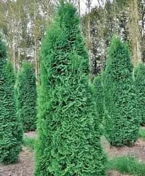Саджанець Agro-Market Туя західна Pyramidalis Compacta горщик P9, 1 шт. в упаковці (176611)