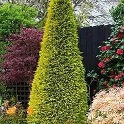 Кипарисовик Лавсона "Stardust" С5 (висота 100-120см) (185569) 1 саджанець