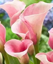 Саджанець Agro-Market Калла Crystal Blush 1 шт. в упаковці (23428)