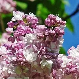 Саджанець Agro-Market Бузок інвітро Katherine Havemeyer вазон С2 вазон (181242)