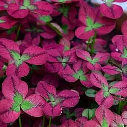 Саженец Agro-Market Клевер декоративный Isabella (182202)