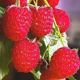 Малина Agro-Market "Полана" (ремонтантный высокоурожайный, популярный сорт польской селекции) 1-летний саженец (189506) 1 шт в упаковке