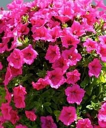 Петунія Agro-Market Veranda Carmine ампельна контейнер №10 висота 10-15 см 1 саджанець в упаковці