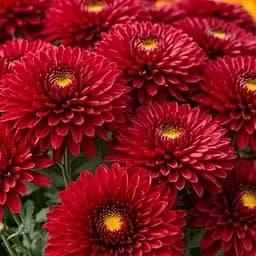 Хризантема мультифлора куляста "Koori Red" (189681) 1 саженец