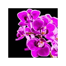 Картина за номерами на чорному фоні Strateg Пурпурна орхідея 40х40 см
