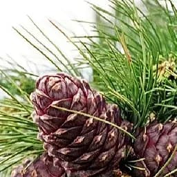 Саджанець Agro-Market Сосна Кедрова Pínus sibírica (цінний висококалорійний горіх) (176346)