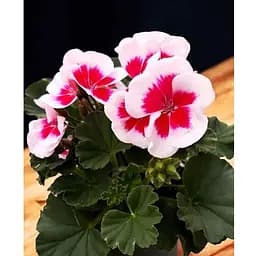 Пеларгонія зональна Two in One White Splash (189854) 1 саженец