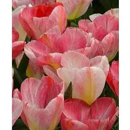 Тюльпан "Flaming Purissima" (181259) 2 шт