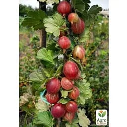Саджанець Agro-Market Аґрус на штамбі Каптіватор (Captivator) (середнього терміну дозрівання сорт) (35952) 1 шт. - мініатюра 2