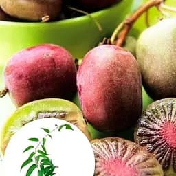 Саджанець Agro-Market Актинідія Пурпурова (міні-ківі, морозостійкий сорт, пізній термін дозрівання) (20747) 1 шт. в упаковці - мініатюра 5