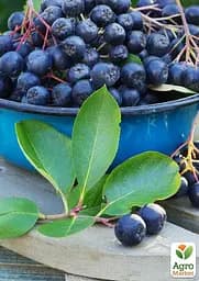 Саджанець Agro-Market Горобина чорноплідна 2-річна Hergo вкорінена в контейнері 1 шт. в пакуванні (183345) - мініатюра 2
